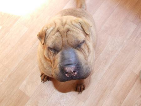 Gros nez ?