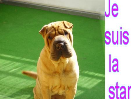 Je suis la star